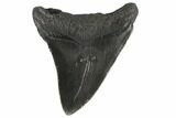 Fossil Megalodon Tooth - South Carolina #86062-2